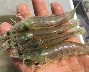 Cómo una dieta basada en plantas afecta la mejora genética y la eficiencia alimentaria del camarón blanco del Pacífico